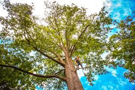 Best Tree Health Inspection  in Woodworth, LA