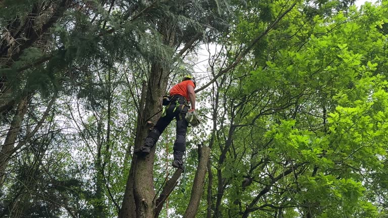 Best Tree Maintenance Programs  in Woodworth, LA