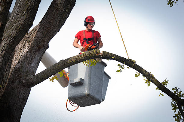 Best Palm Tree Trimming  in Woodworth, LA