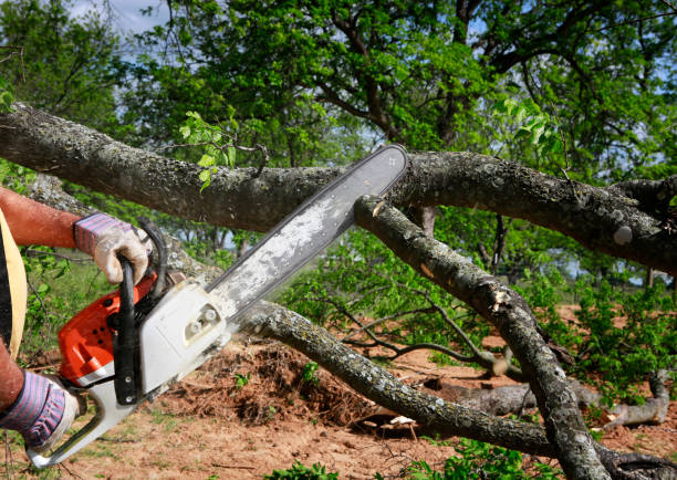  Woodworth, LA Tree Services Pros