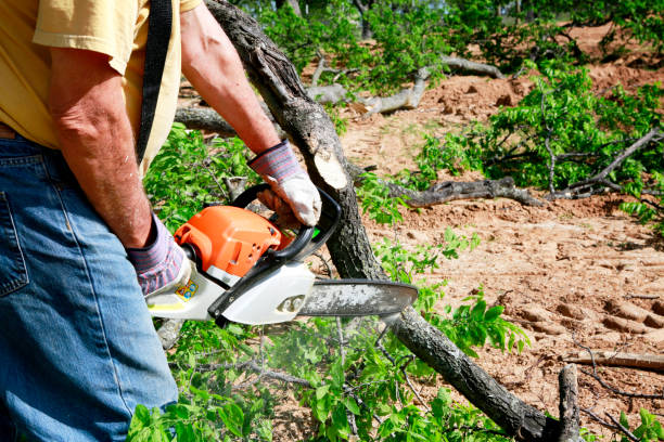 Best Tree Mulching Services  in Woodworth, LA